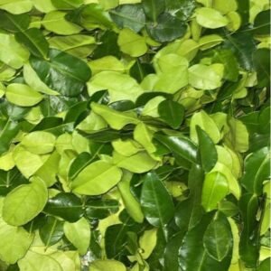 Lá chanh レモンの葉